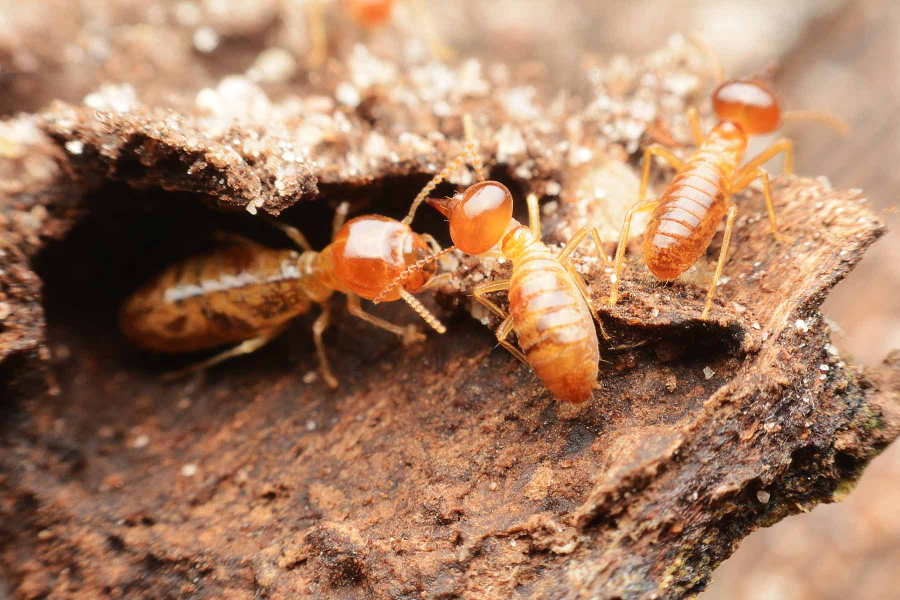 termites on a stunp oxford ms