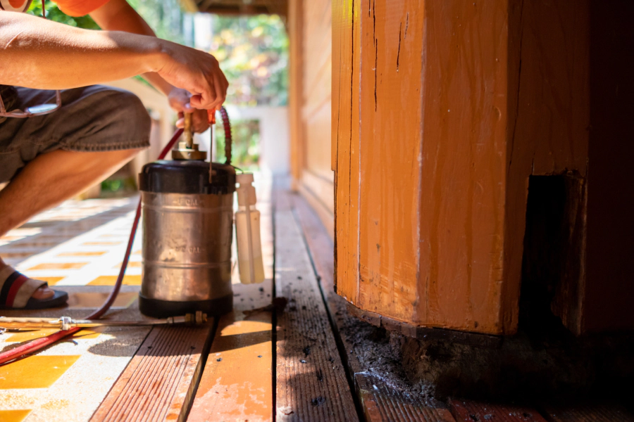 termite and pest control work