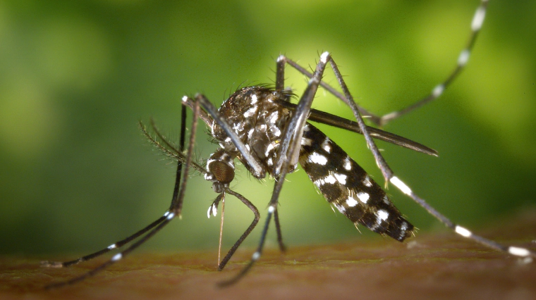 mosquito control (1)